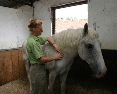 Amanda Cutler-Little Equine Bowen Therapist